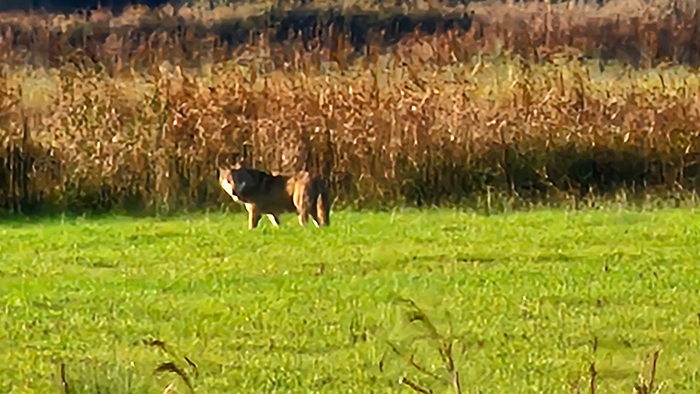 Wolf gespot Hulshorst