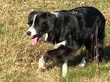 Speurhonden Ingezet Bij Zoekactie In Harderwijk Naar Bordercollie Mave ...