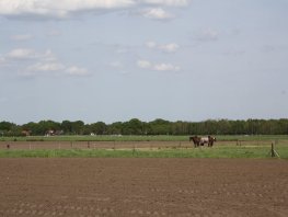 Subsidie voor bomen, heggen en hagen in buitengebied