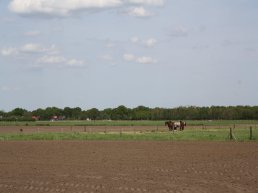 Subsidie voor bomen, heggen en hagen in buitengebied