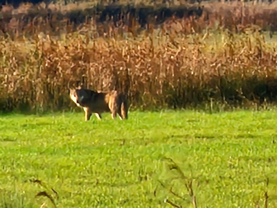 Wolf gespot tijdens een brand blussen