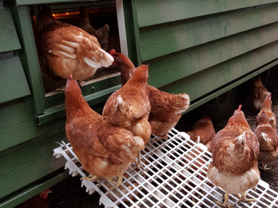 Vogelgriep vastgesteld in Putten, vervoersverbod voor deel van Harderwijk van kracht 