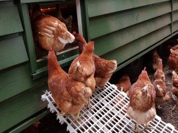 Vogelgriep vastgesteld in Putten, vervoersverbod voor deel van Harderwijk van kracht 