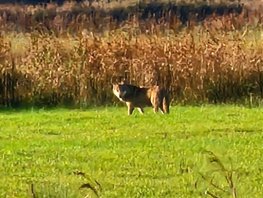 Gemeente Harderwijk organiseert informatiebijeenkomst Wolf