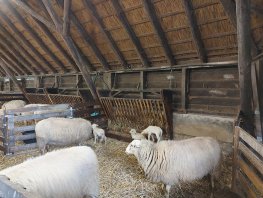 Lammertijd begint bijna bij Schaapskooi Ermelo 