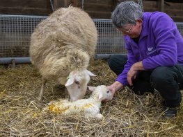 Eerste lammetje geboren bij Schaapskooi Ermelo  