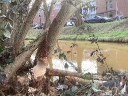 Bever voelt zich goed thuis in biodivers Drielanden